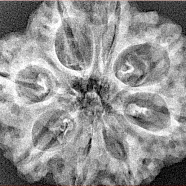 8 Mukhi Rudraksha 29.4mm 5.45gm - Xray