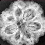 7 Mukhi Rudraksha 29.5mm 8.39gm - Xray