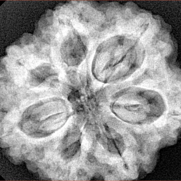 7 Mukhi Rudraksha 29.5mm 8.39gm - Xray