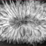 20 Mukhi Rudraksha 37.5mm 8.35gm - Xray