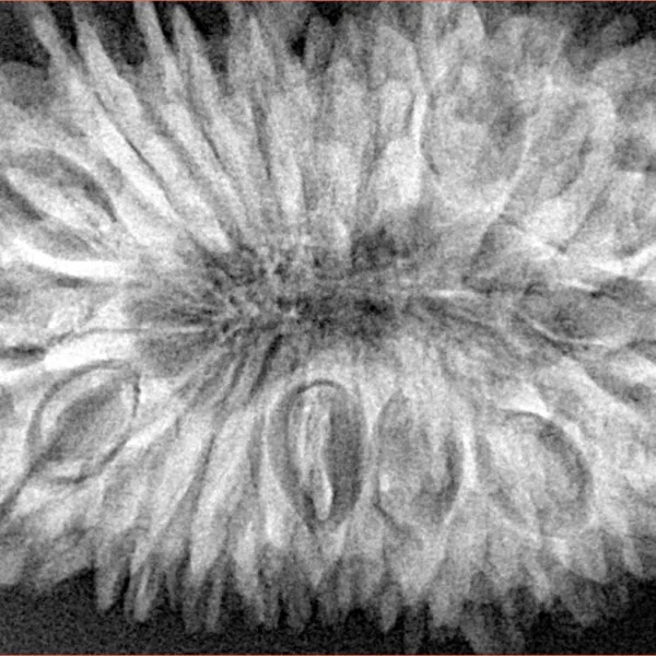 20 Mukhi Rudraksha 37.5mm 8.35gm - Xray