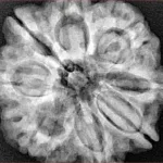 8 Mukhi Rudraksha 29.4mm 7.67gm - Xray