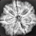 7 Mukhi Rudraksha 27.2mm 6.12gm - Xray