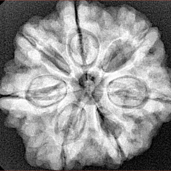 7 Mukhi Rudraksha 27.2mm 6.12gm - Xray