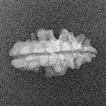1 Mukhi Rudraksha 16.2mm 0.45gm - Xray
