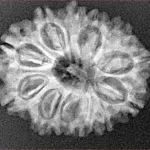 12 Mukhi Rudraksha 25.6mm 3.48gm - Xray