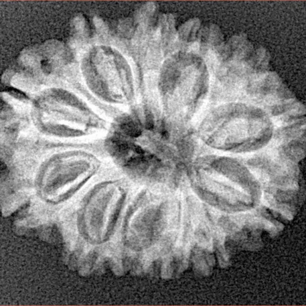 12 Mukhi Rudraksha 25.6mm 3.48gm - Xray