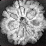 7 Mukhi Rudraksha 26.7mm 6gm - Origin: Nepal - Xray