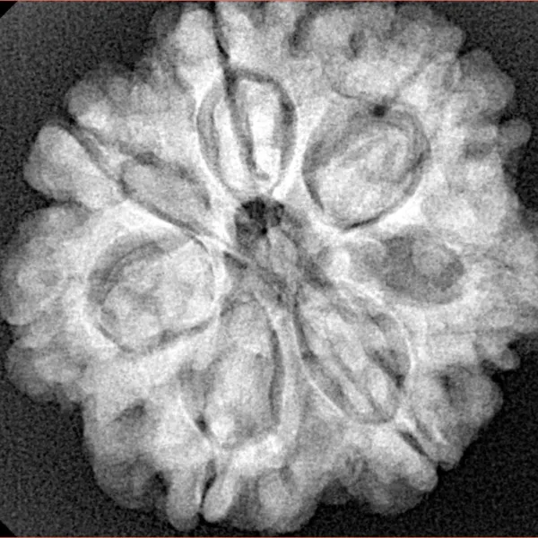 7 Mukhi Rudraksha 26.7mm 6gm - Origin: Nepal - Xray