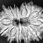 14 Mukhi Ganesh 28.7mm 4.77gm - Xray