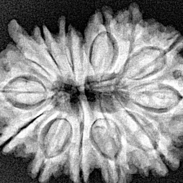 14 Mukhi Ganesh 28.7mm 4.77gm - Xray