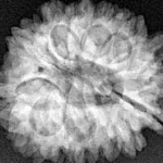 14 Mukhi Rudraksha 25.6mm 4.38gm - Xray
