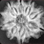 8 Mukhi Ganesh 26.7mm 5.54gm - Xray