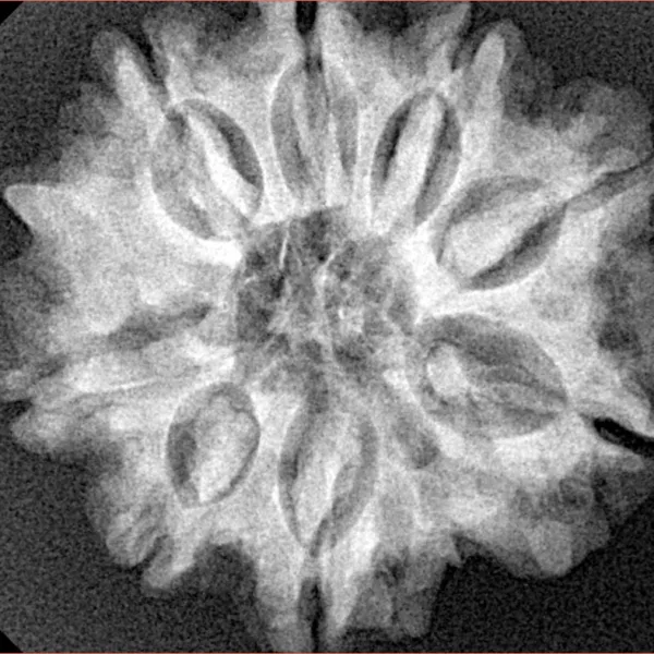 8 Mukhi Ganesh 26.7mm 5.54gm - Xray
