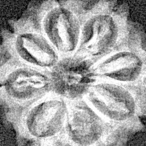 8 Mukhi Rudraksha 19.8mm 2.18gm - Xray