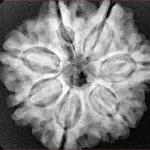 7 Mukhi Rudraksha 26.8mm 6.22gm - Xray