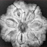 7 Mukhi Rudraksha 26.5mm 6.53gm - Xray