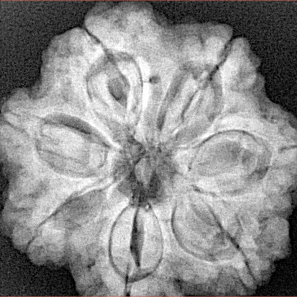 7 Mukhi Rudraksha 26.5mm 6.53gm - Xray