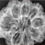 8 Mukhi Rudraksha 31.1mm 7.43gm - Xray