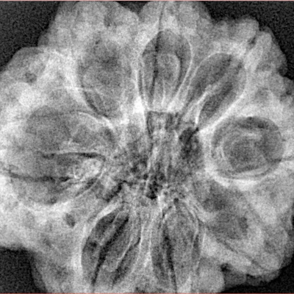 8 Mukhi Rudraksha 31.1mm 7.43gm - Xray