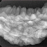 1 Mukhi Rudraksha 38.5mm 5.88gm - Xray