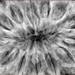 13 Mukhi Rudraksha 41.4mm 13gm - Xray