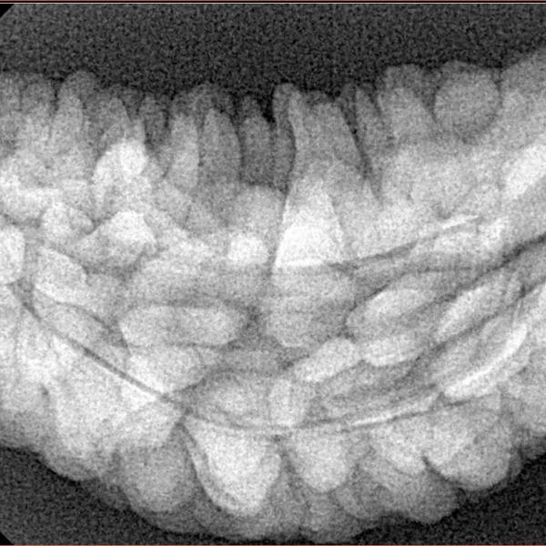 1 Mukhi Rudraksha 35.6mm 6.15gm - Xray