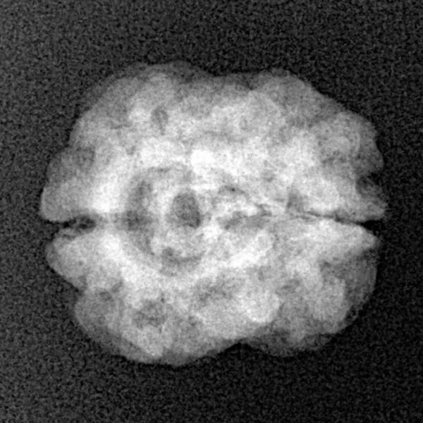 2 Mukhi Rudraksha 24.2mm 2.21gm - Origin: Nepal - Xray