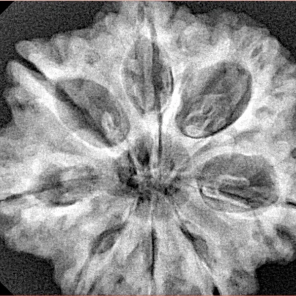 8 Mukhi Rudraksha 29.6mm 6.9gm - Xray