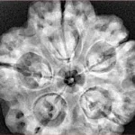 5 Mukhi Rudraksha 30.2mm 8gm - Xray