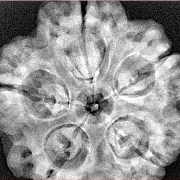 5 Mukhi Rudraksha 30.2mm 8gm - Xray