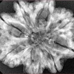 8 Mukhi Rudraksha 29.4mm 5.83gm - Xray