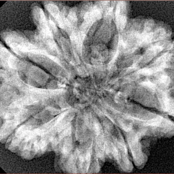 8 Mukhi Rudraksha 29.4mm 5.83gm - Xray