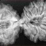12 MK Gaurishankar 40.3mm 7.67gm - Xray
