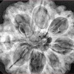 8 Mukhi Rudraksha 31.6mm 8.29gm - Xray