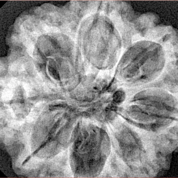 8 Mukhi Rudraksha 31.6mm 8.29gm - Xray