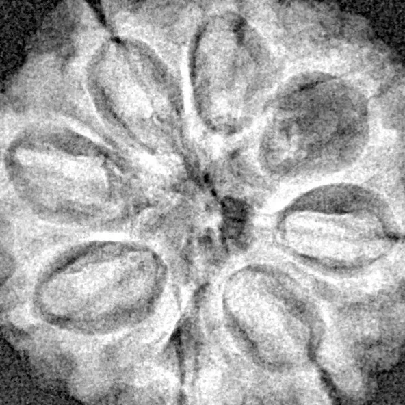 8 Mukhi Rudraksha 24mm 3.99gm - Xray