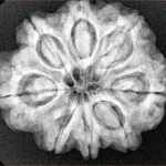 8 Mukhi Rudraksha 26.6mm 6gm - Xray