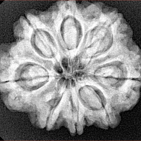 8 Mukhi Rudraksha 26.6mm 6gm - Xray
