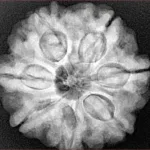 7 Mukhi Rudraksha 26mm 6.57gm - Xray