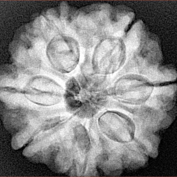 7 Mukhi Rudraksha 26mm 6.57gm - Xray