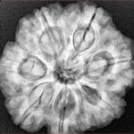 7 Mukhi Rudraksha 26.8mm 6.71gm - Xray