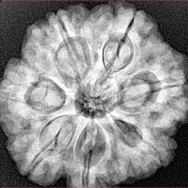 7 Mukhi Rudraksha 26.8mm 6.71gm - Xray