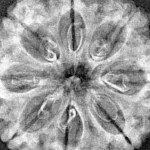 8 Mukhi Rudraksha 29.2mm 5.06gm - Xray
