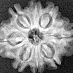 8 Mukhi Rudraksha 20.6mm 2.59gm - Xray