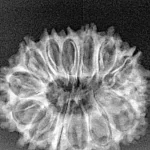 14 Mukhi Rudraksha 27.2mm 3.3gm - Xray