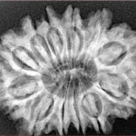 12 Mukhi Rudraksha 29.9mm 5.53gm - Xray