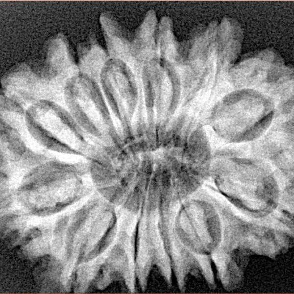 12 Mukhi Rudraksha 29.9mm 5.53gm - Xray