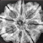 8 Mukhi Rudraksha 29.4mm 5.85gm - Xray