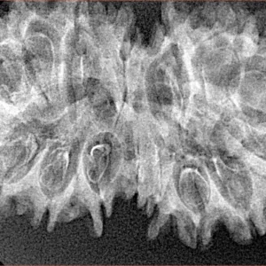 16 Mukhi Gaurishankar 37.9mm 4.94gm - Xray